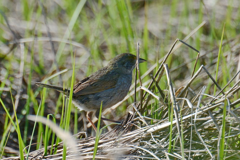 Sparrow, Seaside, 2014-05173365 Jake's Landing, NJ.JPG - Seaside Sparrow. Jake's Landing, NJ, 5-17-2014